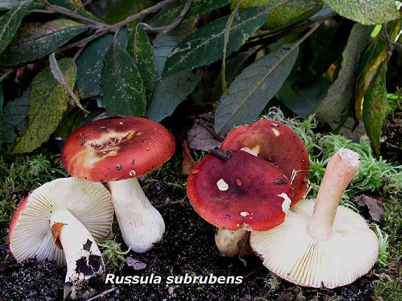 Russula subrubens-amf1728.jpg - Russula subrubens ; Syn1: Russula graveolens var.subrubens ; Syn2: Russula chamiteae var. microsperma ; Nom français: Russule des saules